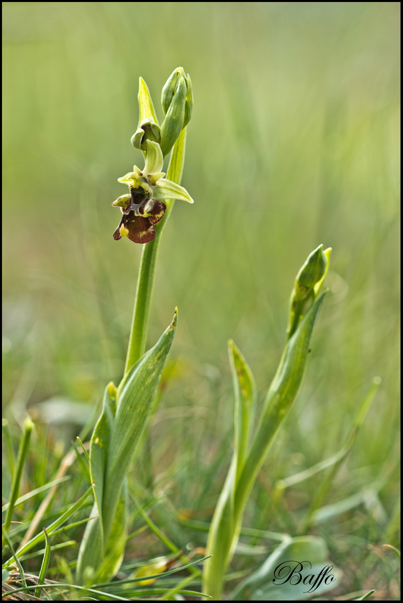 Ophrys holosericea subsp. holosericea (Burm.f.) Greutern -